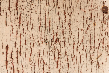 Obraz premium Old wood, background, texture