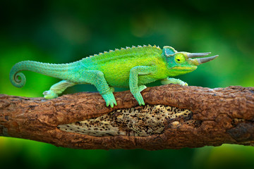Jackson's Chameleon, Trioceros jacksonii, sitting on the branch in forest habitat. Exotic beautiful...