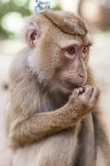 Fototapeta premium Long tailed Macaque Monkey eat outdoor background