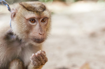 Fototapeta premium Long tailed Macaque Monkey eat outdoor background