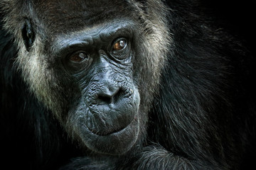 Gorille des plaines occidentales, portrait de tête de détail avec de beaux yeux. Photo en gros plan d& 39 un grand singe noir sauvage dans la forêt, Gabon, Afrique. Scène de la faune de la nature. Mammifère dans la végétation verte.
