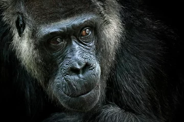 Papier Peint photo Singe Gorille des plaines occidentales, portrait de tête de détail avec de beaux yeux. Photo en gros plan d& 39 un grand singe noir sauvage dans la forêt, Gabon, Afrique. Scène de la faune de la nature. Mammifère dans la végétation verte.