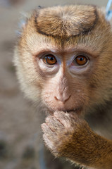 Obraz premium Long tailed Macaque Monkey eat outdoor background
