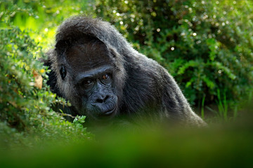 Western lowland gorilla, detail head portrait with beautiful eyes. Close-up photo of wild big black monkey in the forest, Gabon, Africa. Wildlife scene from nature. Mammal in the green vegetation.