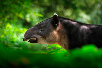 Tapir in nature. Central America Baird's tapir, Tapirus bairdii, in green vegetation. Close-up portrait of rare animal from Costa Rica. Wildlife scene from tropical nature. Detail of beautiful mammal. - obrazy, fototapety, plakaty