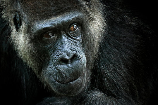 Western lowland gorilla, detail head portrait with beautiful eyes. Close-up photo of wild big black monkey in the forest, Gabon, Africa. Wildlife scene from nature. Mammal in the green vegetation.
