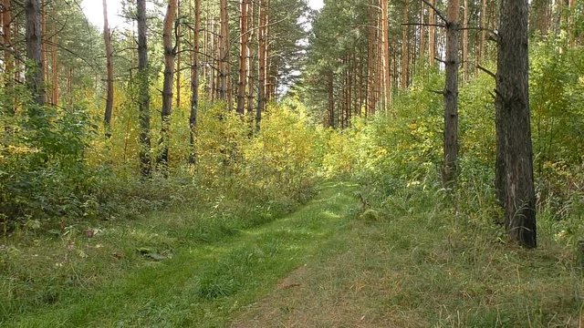 View of the path in the forest surrounded by pine trees and shrubs.