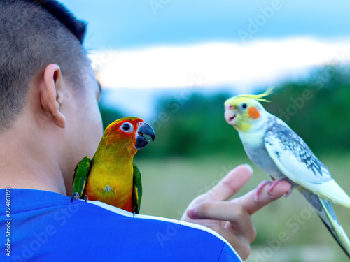 Macore Bird Beautiful Bird Parrot Playing With Pet Care On