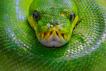 Naklejka premium Pyton zielony, Morelia viridis, wąż z Indonezji, Nowej Gwinei. Szczegółowy portret głowy węża, w lesie. Gad w środowisku leśnym. Scena dzikiej przyrody z Azji.