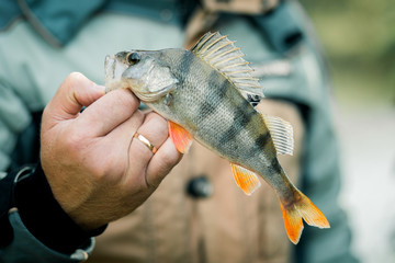 Fishing. Perch in hand on a background of water on a Sunny autumn day.