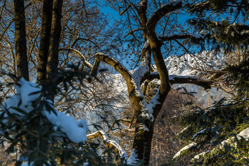court garden Innsbruck in winter with mountain view
