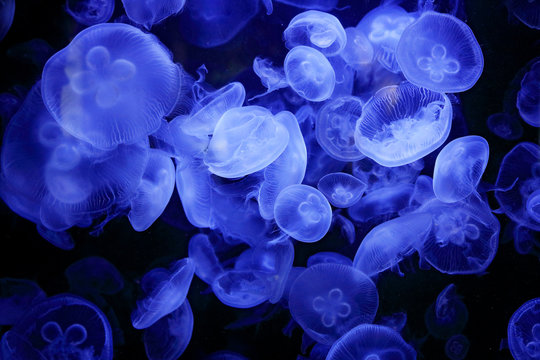 Aurelia labiata, moon jellyfish, in the dark sea water. White blue jellyfish in nature ocean habitat. Water floating bell medusa from Pacific, Japan and Australia. Marine life.