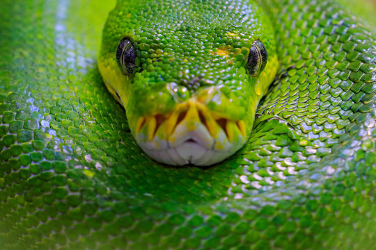 Green tree python, Morelia viridis, snake from Indonesia, New Guinea. Detail head portrait of snake, in the forest. Reptile in the forest habitat. Wildlife scene from Asia nature.