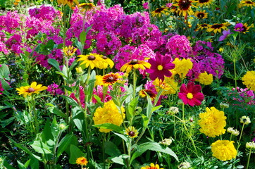 Flowerbed with colorful garden flowers