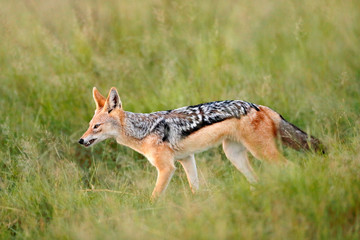 Black-Backed Jackal, Canis mesomelas mesomelas, portrait of animal with long ears, Kenya, South Africa. Beautiful wildlife scene from Africa with nice sun light.