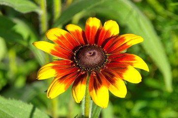 Rudbeckiа flower close-up
