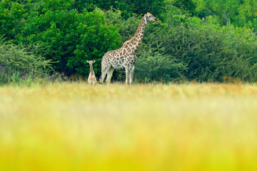 Giraffe and young in the green forest. Wet season vegetation with big animals. Wildlife scene from nature. Evening light in the forest, Okavango delta, Botswana in Africa.