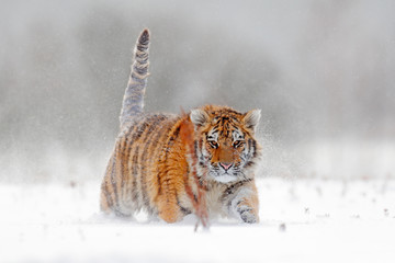 Tiger snow walking on winter meadow. Orange animal in white habitat. Amur tiger in the nature habitat. Wildlife scene from nature. Wild tiger, face portrait of danger animal from Russia.
