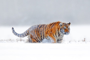 Tiger snow walking on winter meadow. Orange animal in white habitat. Amur tiger in the nature. Wildlife scene from taiga. Wild tiger, face portrait of danger animal from Russia.