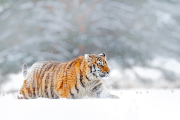 Obraz premium Siberian tiger walking in the snow. Winter scene with Amur tiger. Wildlife from nature on taiga, Russia. Big danger animal in snowy condition.