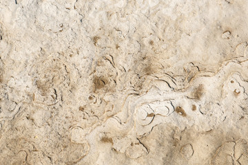 White Background and details from a stone