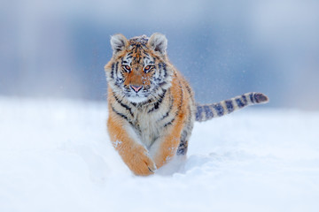 Visage de tigre courant dans la neige. Tigre de l& 39 Amour dans la nature sauvage de l& 39 hiver. Scène de la faune d& 39 action, animal dangereux. Hiver froid dans la taïga, Russie. Flocons de neige avec le beau tigre de Sibérie, Panthera tigris altaica