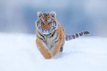Papier Peint photo Tigre Visage de tigre courant dans la neige. Tigre de l& 39 Amour dans la nature sauvage de l& 39 hiver. Scène de la faune d& 39 action, animal dangereux. Hiver froid dans la taïga, Russie. Flocons de neige avec le beau tigre de Sibérie, Panthera tigris altaica
