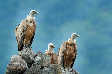Group of vultures. Griffon Vulture, Gyps fulvus, big birds of prey sitting on the rocky mountain, nature habitat, Madzarovo, Bulgaria, Eastern Rhodopes. Wildlife from Balkan.