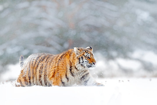 Siberian tiger walking in the snow. Winter scene with Amur tiger. Wildlife from nature on taiga, Russia. Big danger animal in snowy condition.