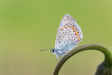 Argo azzurro farfalla (Polyommatus icarus)