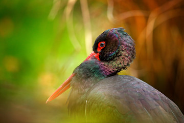 Black stork, detail close-up portrait of bird with red bill, Ciconia nigra, sitting on the nest in the forest.  Long red bill with glossy plumage. Shiny head of black bird. Wildlife scene from nature.