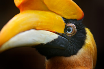 Great Hornbill, Buceros bicornis, from Sulawesi, Indonesia. Rare exotic bird, detail eye portrait. Beautiful jungle hornbill, wildlife scene from nature. Close-up yellow bill portrait.