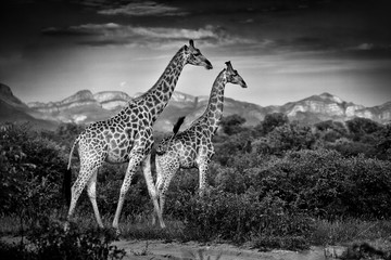 Two giraffes with Drakensberg mountain. Vegetation with big animals. Wildlife scene from nature. Evening light in the forest, Africa. Black and white art photo.