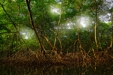 Mangrove in Caroni Swamp and the Bird Sanctuary, home to Trinidad and Tobago's Scarlet Ibis bird....