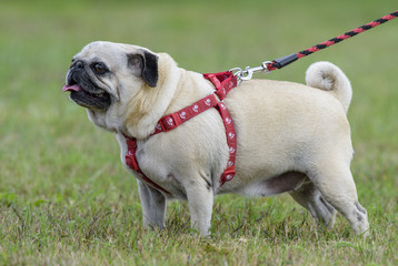 mops, french bulldog, dog exhibition