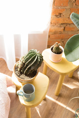 big cactus. house plant. cactus on the table. coffee yellow table. green Cup
