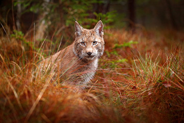 Eurasian lynx walking. Wild cat from Germany. Bobcat among the trees. Hunting carnivore in autumn grass. Lynx in green forest. Wildlife scene from nature, Czech, Europe.