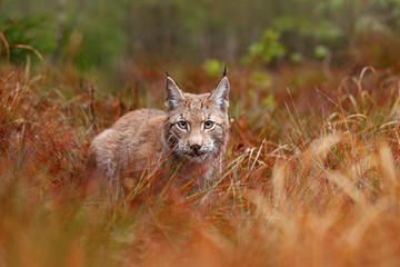 Lynx eurasien marchant. Chat sauvage d& 39 Allemagne. Bobcat parmi les arbres. Carnivore de chasse dans l& 39 herbe d& 39 automne. Lynx dans la forêt verte. Scène de la faune de la nature, tchèque, Europe.