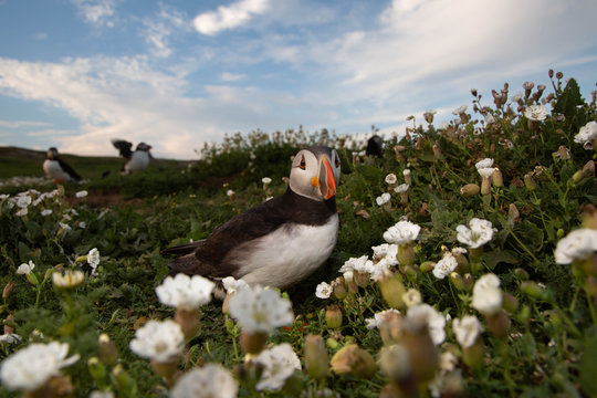 Atlantic Puffin Amongst Sea Campion.