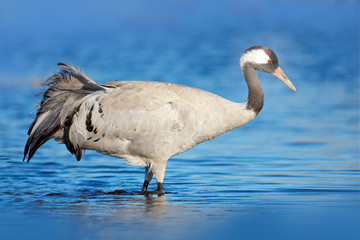 Common Crane, Grus grus, big bird in the nature habitat, Lake Hornborga, Sweden. Wildlife scene from Europe. Grey crane with long neck.