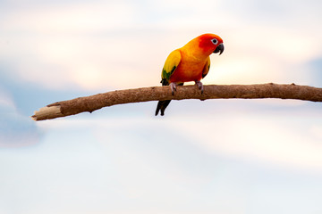 Beautiful macore Parrot bird parrot standing on a wooden rail asia thailand