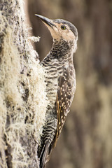 Chilean Flicker looking for food in a tree