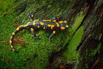 Fire Salamander, spotted amphibian on the tree trunk with green moss. Black animal with yellow spots. Animal in the forest habitat.