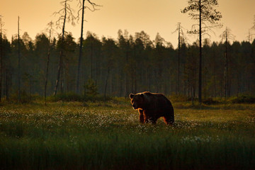 Morning light with big brown bear walking around lake in the morning light. Dangerous animal in nature forest and meadow habitat. Wildlife scene from Finland near Russian border.
