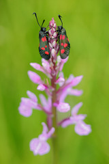 Gymnadenia conopsea,Common Fragrant Orchid, pink flowering European terrestrial wild orchid in nature habitat with green background, Czech Republic, Europe. Bloom plant in the meadow habitat.
