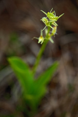 Liparis loeselii, Yellow Widelip Orchid flowering European terrestrial wild orchid in nature habitat with green background, Czech Republic, Europe. Bloom plant in the meadow habitat.