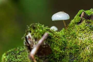 Vit svamp p&aring; murken stubbe