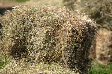 Fresh hay from the field hay in nature
