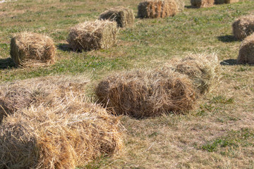 Fresh hay from the field hay in nature