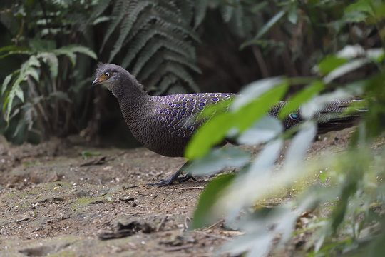 Grey Peacock-pheasant